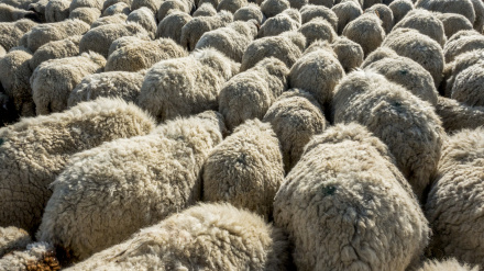 lana oveja teruel panel