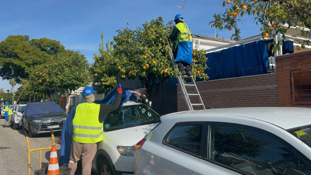 Aquí puedes ver la recogida de naranja amarga