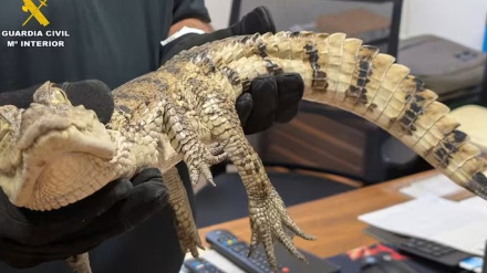 Liberan un caimán exótico y amenazado en un pantano público