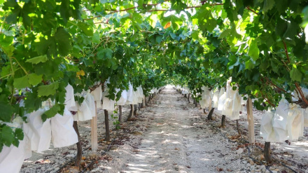 Naranjas en caída libre y uvas sin recoger: la dura realidad del campo alicantino