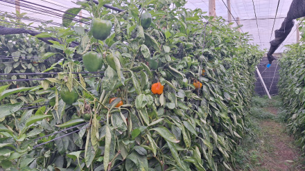 El campo andaluz estalla contra la UE por los recortes, Marruecos y la gestión de plagas tras un año "convulso", como denuncia COAG