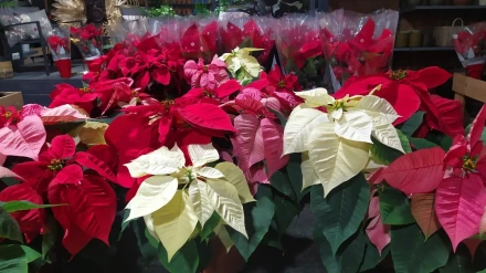 Donar sangre a cambio de una flor de Pascua