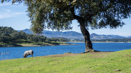 (Foto de ARCHIVO)Dehesa de Huelva.REMITIDA / HANDOUT por DIPUTACIÓN DE HUELVAFotografía remitida a medios de comunicación exclusivamente para ilustrar la noticia a la que hace referencia la imagen, y citando la procedencia de la imagen en la firma12/5/2025