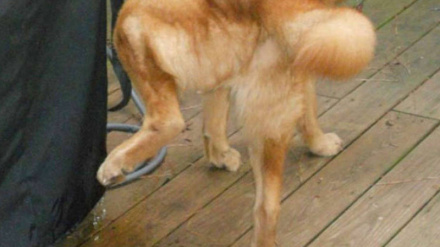 El concejal de Medio Ambiente, Antonio Casas explica los detalles del borrador de la nueva ordenanza de convivencia animal.