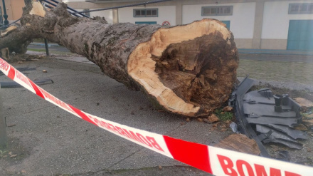El vehículo colisionó contra un árbol y lo derribó