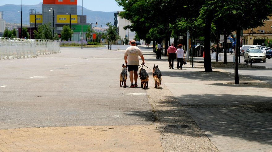 Un jubilado alemán pasea perros en Granada