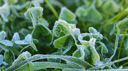 Plantas recubiertas de hielo al amanecer en la Marina Alta tras la bajada de temperaturas provocada por la borrasca Francis