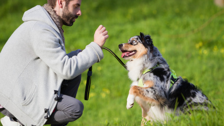 Un hombre entrena a su perro en el parque