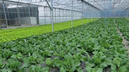 Imagen de un invernadero en nuestras comarcas