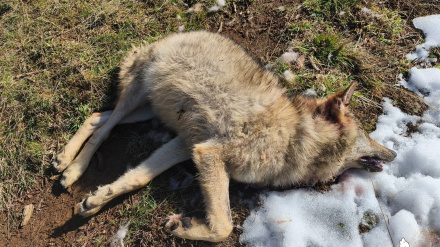 ASCEL denuncia muerte lobo por disparo en Palencia