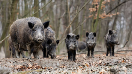 Una piara de jabalíesJARC