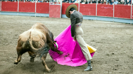 Festejo taurino en la Feria Internacional del Toro Ciudad de Coria, FitCoria