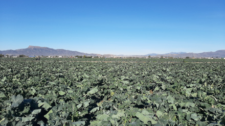 Una finca con cultivos de brócoli en la pedanía lorquina de Purias