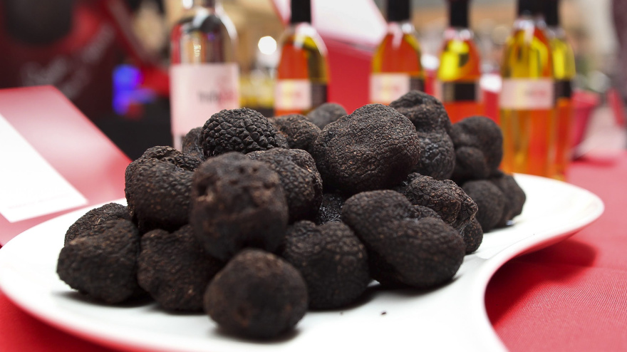 Trufa negra, cultivo puntero en Teruel