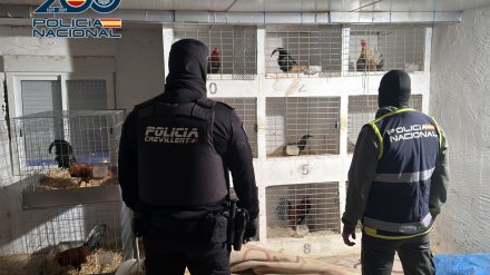 Detenido un varón por maltratar y mutilar a 19 gallos de pelea que poseía en su domicilio