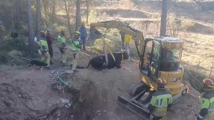 Así ha sido el rescate de una vaca que estaba atrapada en una acequia subterránea.