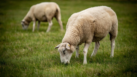 La Junta blinda a los ganaderos con un ahorro de 1,5 millones y activa el plan de vialidad invernal en Cazorla