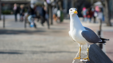 Foto de archivo de una gaviota