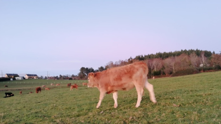 Un ternero en un campo de As Somozas