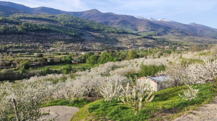 Cerezos en flor en el valle del Jerte