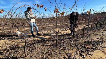 Participante del IV concurso de poda DOP Condado de Huelva