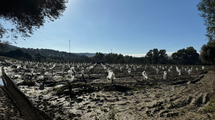 Luis Sánchez, técnico de ASAJA | Daños por inundaciones