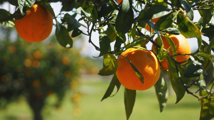 (Foto de ARCHIVO)Cítricos de la provincia de Huelva.REMITIDA / HANDOUT por DIPUTACIÓN DE HUELVAFotografía remitida a medios de comunicación exclusivamente para ilustrar la noticia a la que hace referencia la imagen, y citando la procedencia de la imagen en la firma29/1/2024