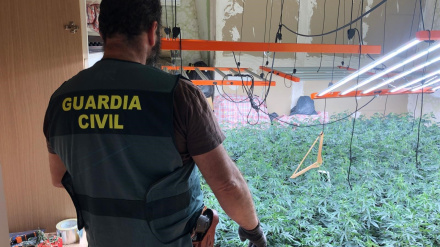 La Guardia Civil se incauta de 1.509 plantas de cannabis sativa