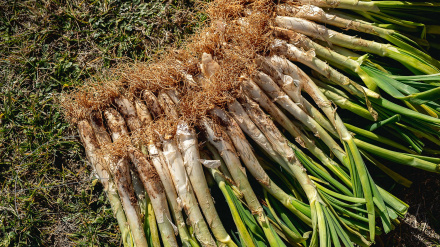 Cómo preparar calçots en casa sin fuego
