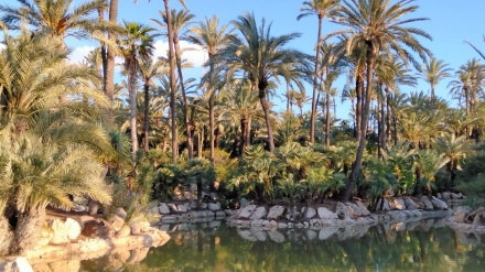 El Palmeral de Alicante cerrará por las mañanas del 19 al 23 de enero por tareas de mantenimiento