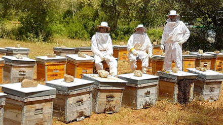 Los apicultores extremeños alertan de 'una ruina total' para el sector por el acuerdo con Mercosur