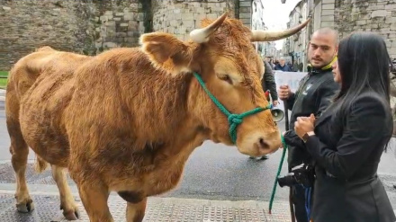 Una vaca rubia acompañó a los ganaderos en la manifestación por la calles de Lugo