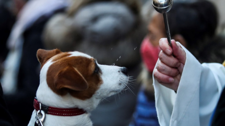 Las mascotas y animales de compañía se convierten un año más en los protagonistas.