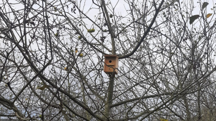 Una imagen de una casa nido para atraer a los pájaros en un árbol de una plantación de manzanos en Illas