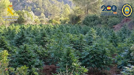 Una cabaña en la montaña y miles de plantas: el hallazgo en Alicante