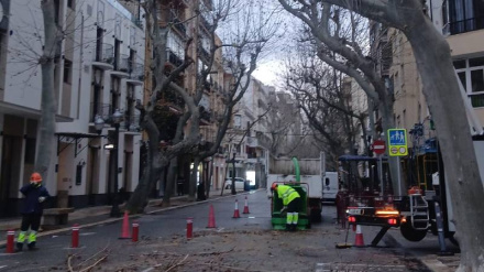 Los operarios podando los árboles de la calle Marqués de Campo en Dénia