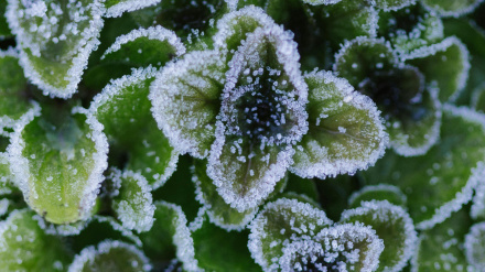 Qué hacer si una planta se quema por las heladas