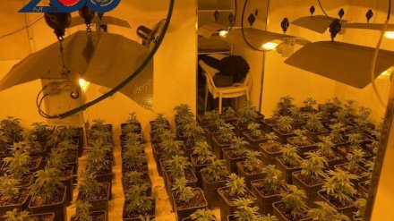 Foto de una de las plantaciones