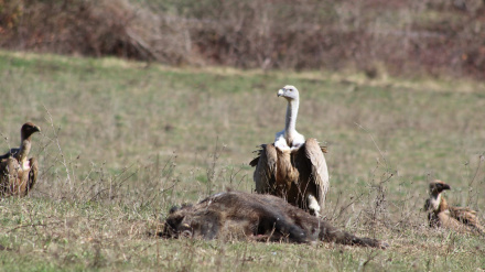 El buitre, ave carroñera