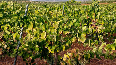 Viñas de uva cava