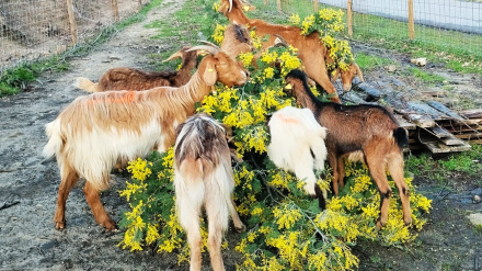 Cabras no monte en Rianxo