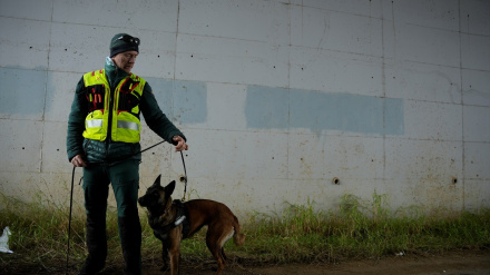 Uno de los 4 perros con su cuidador perteneciente a la Unidad Cinológica Central de la Guardia Civil que están actuando en las labores de localización de cuerpos en la zona del accidente ferroviario en Adamuz (Córdoba)
