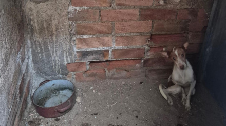 Una cadena, una herida y once rescates más: el drama de estos perros sin comida ni bebida en Puertollano