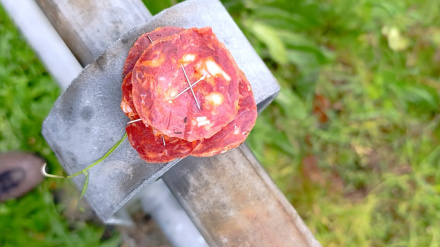 Una rodaja de chorizón con varios alfileres