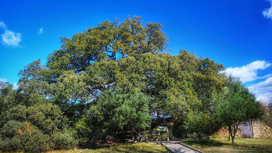 El libro se titulará 'El árbol de la vida'