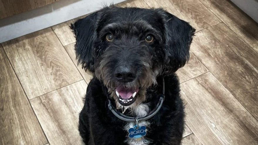 Un rescate por fases: así fue el paso a paso de la búsqueda de Boro, el perro perdido en el accidente de Adamuz que movilizó a cientos de voluntarios