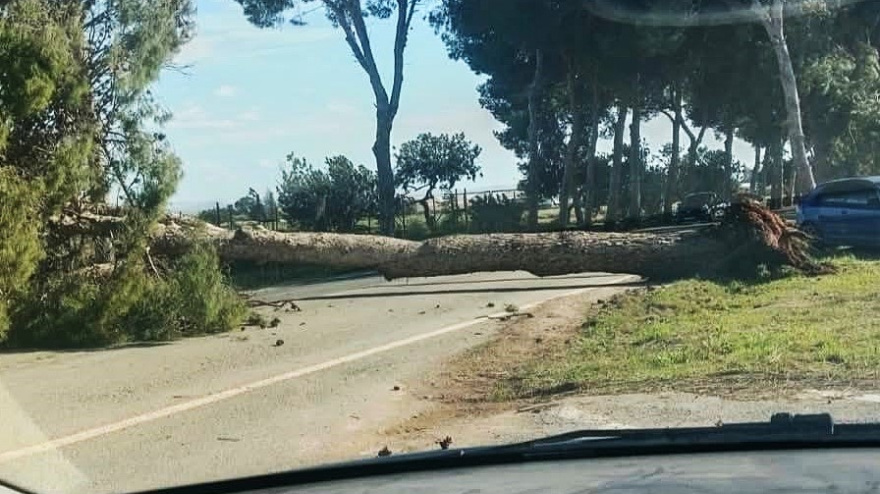 Árbol derribado por el viento en la zona de Fuente Álamo