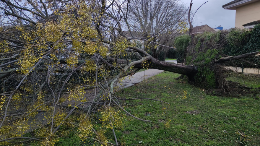 La Policía Local atiende 256 llamadas e incidentes ocasionados por el temporal