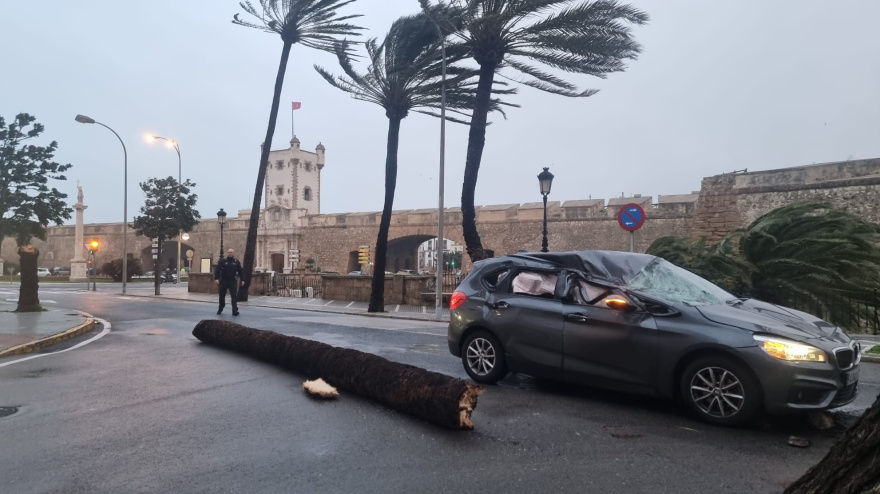 Palmera partida en las inmediaciones de las Puertas de Tierra