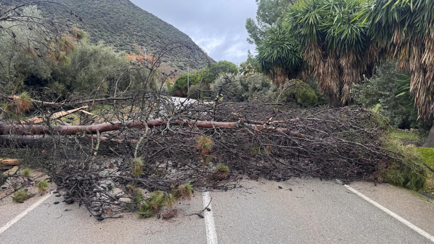 Árbol caído sobre una vía